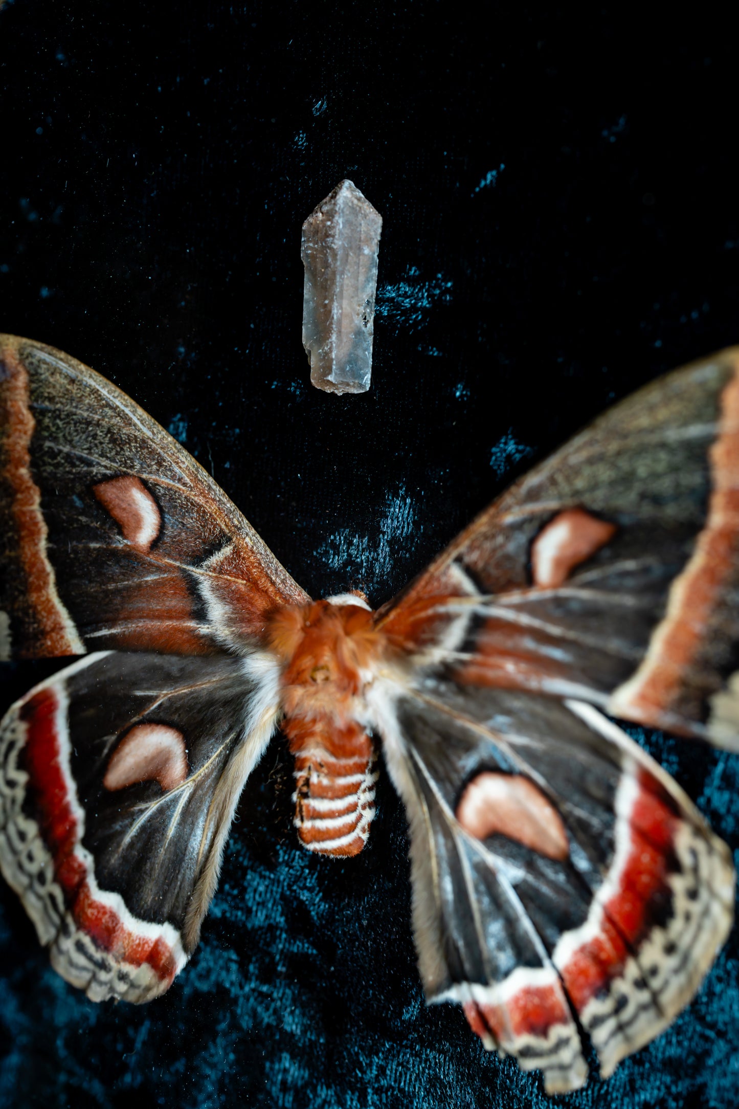 Cecropia Moth with Desert Rose Selenite in MCM Frame