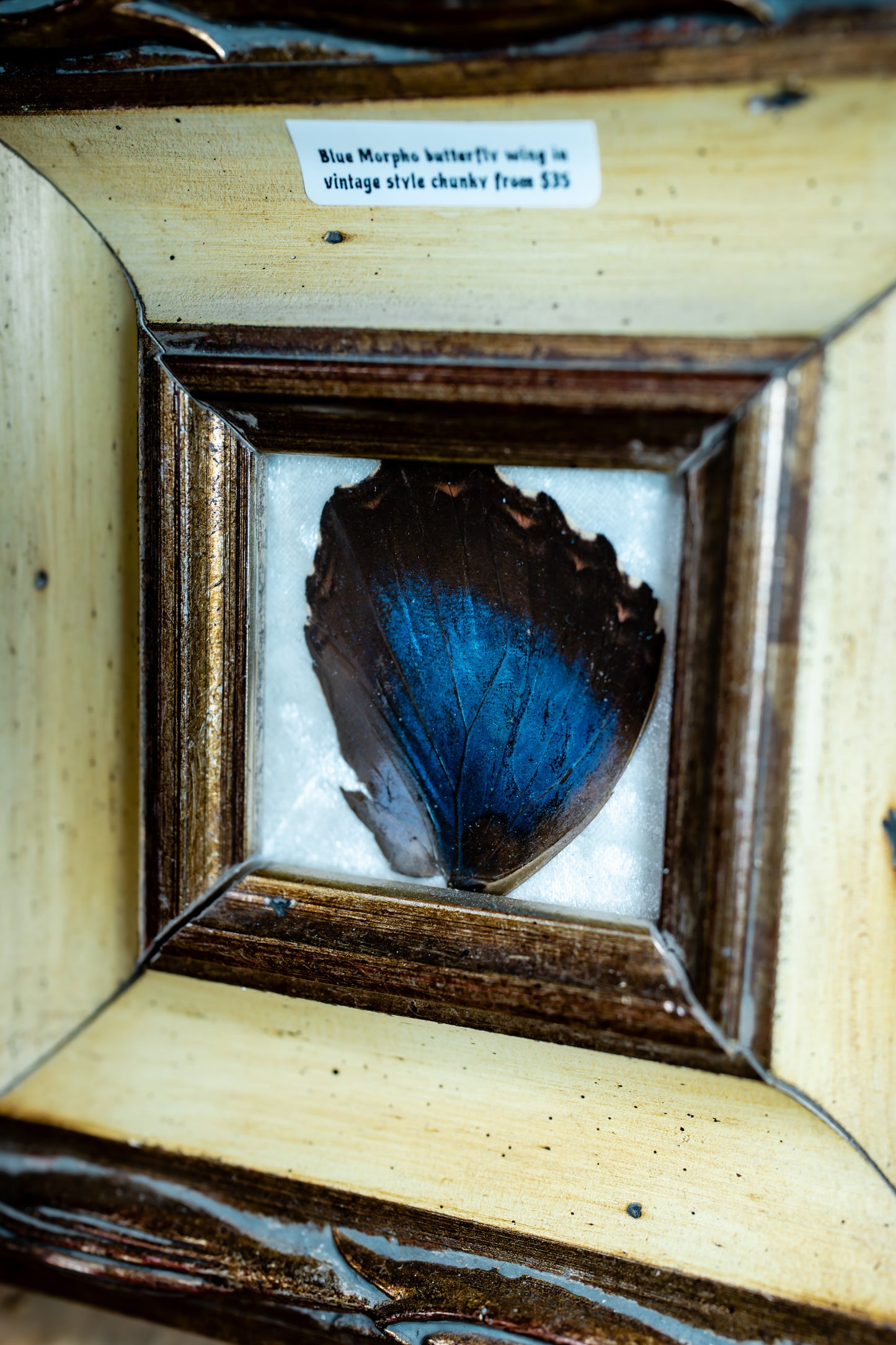 Blue Morpho Butterfly Wing in Vintage Style Chunky Frame