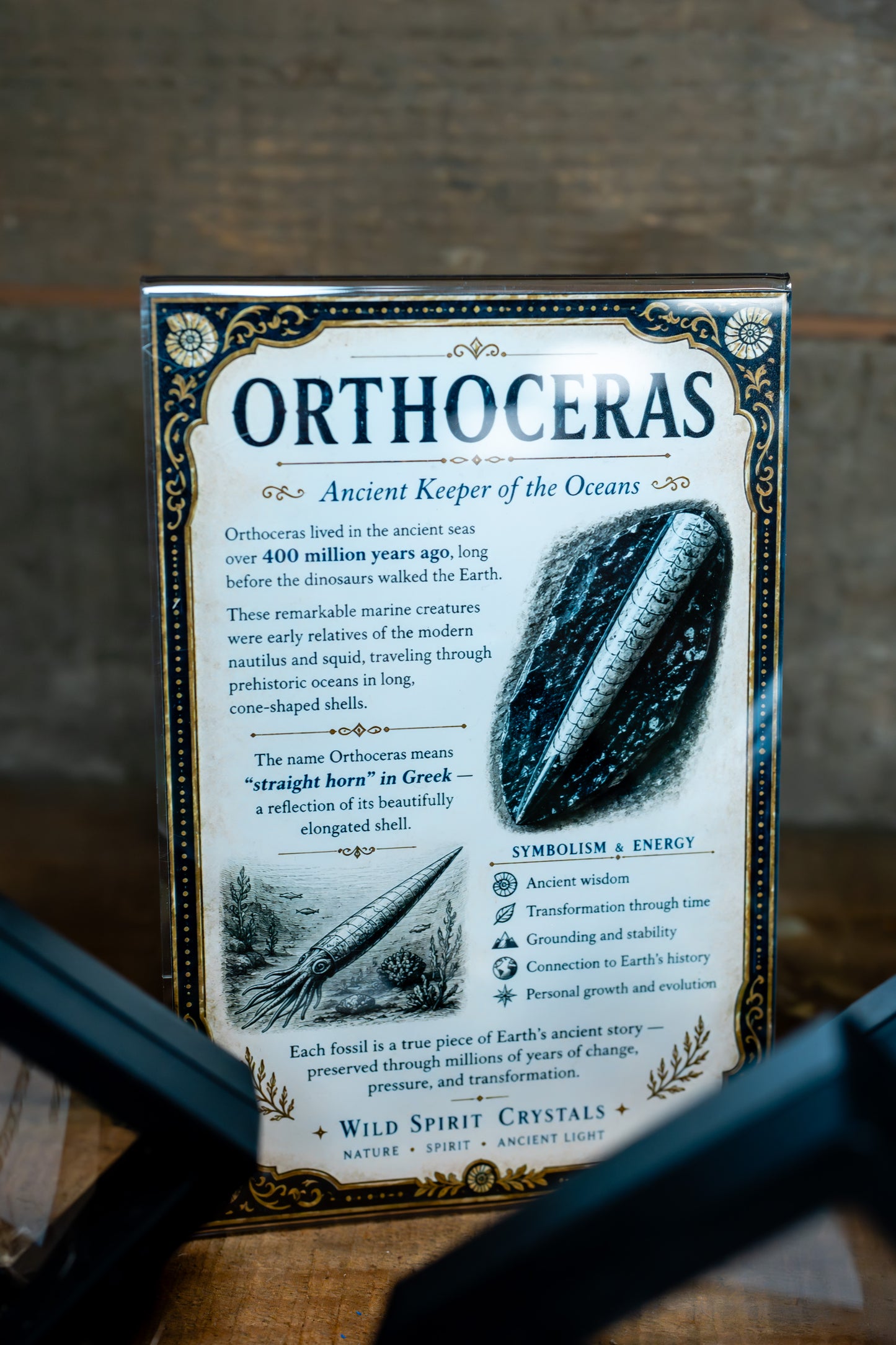 Orthoceras Fossil