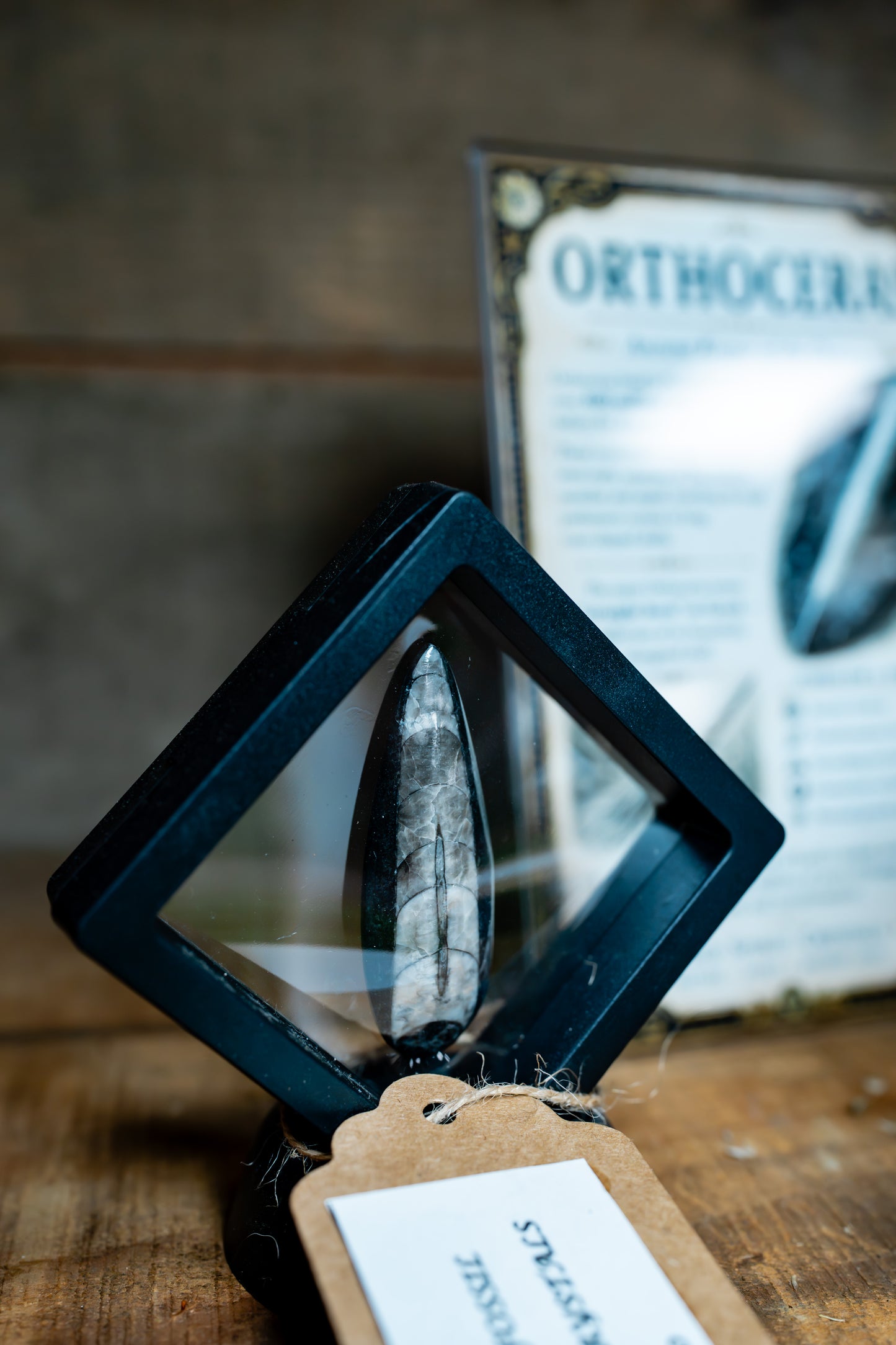 Orthoceras Fossil