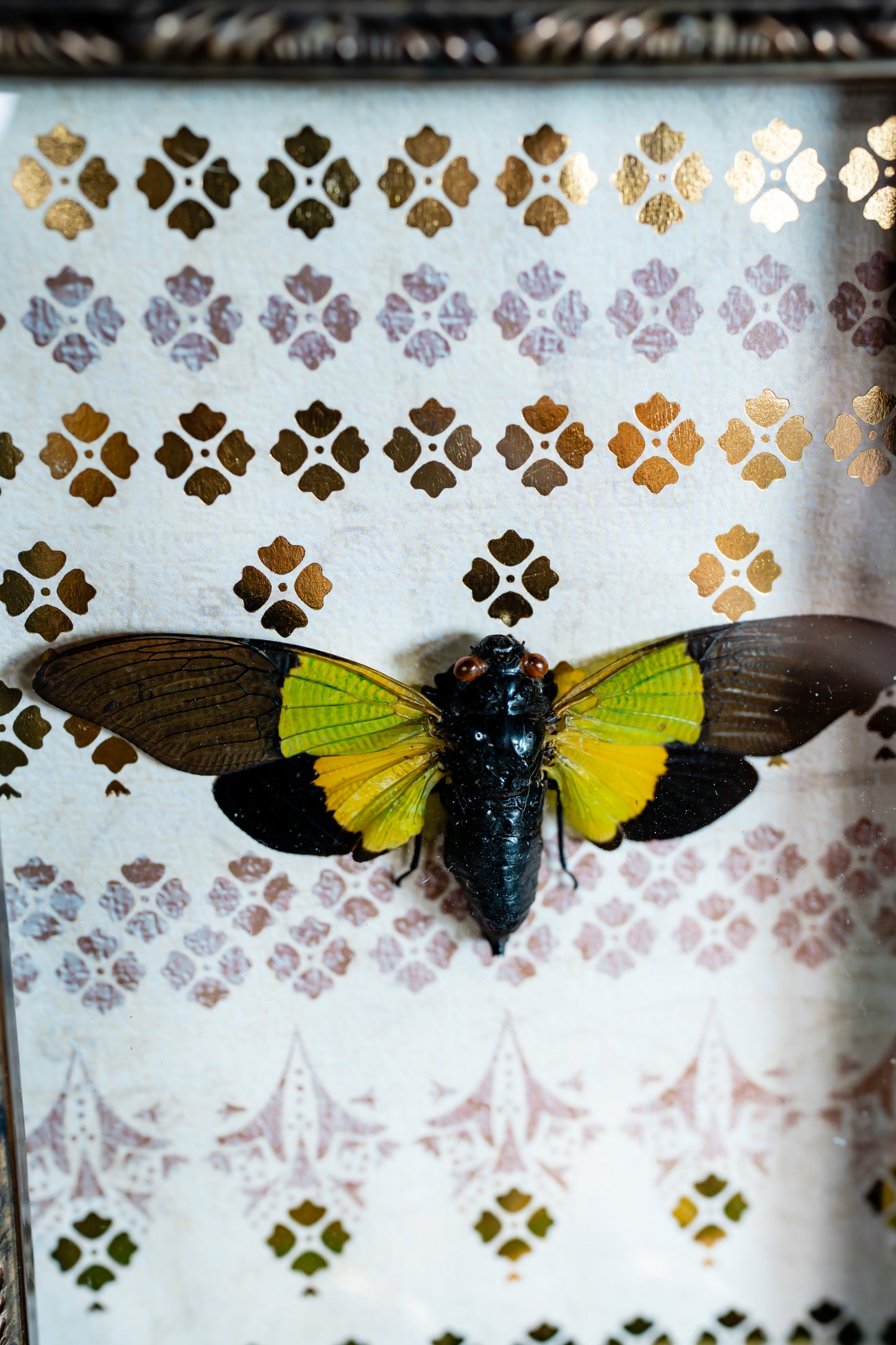 Green Yellow Cicada