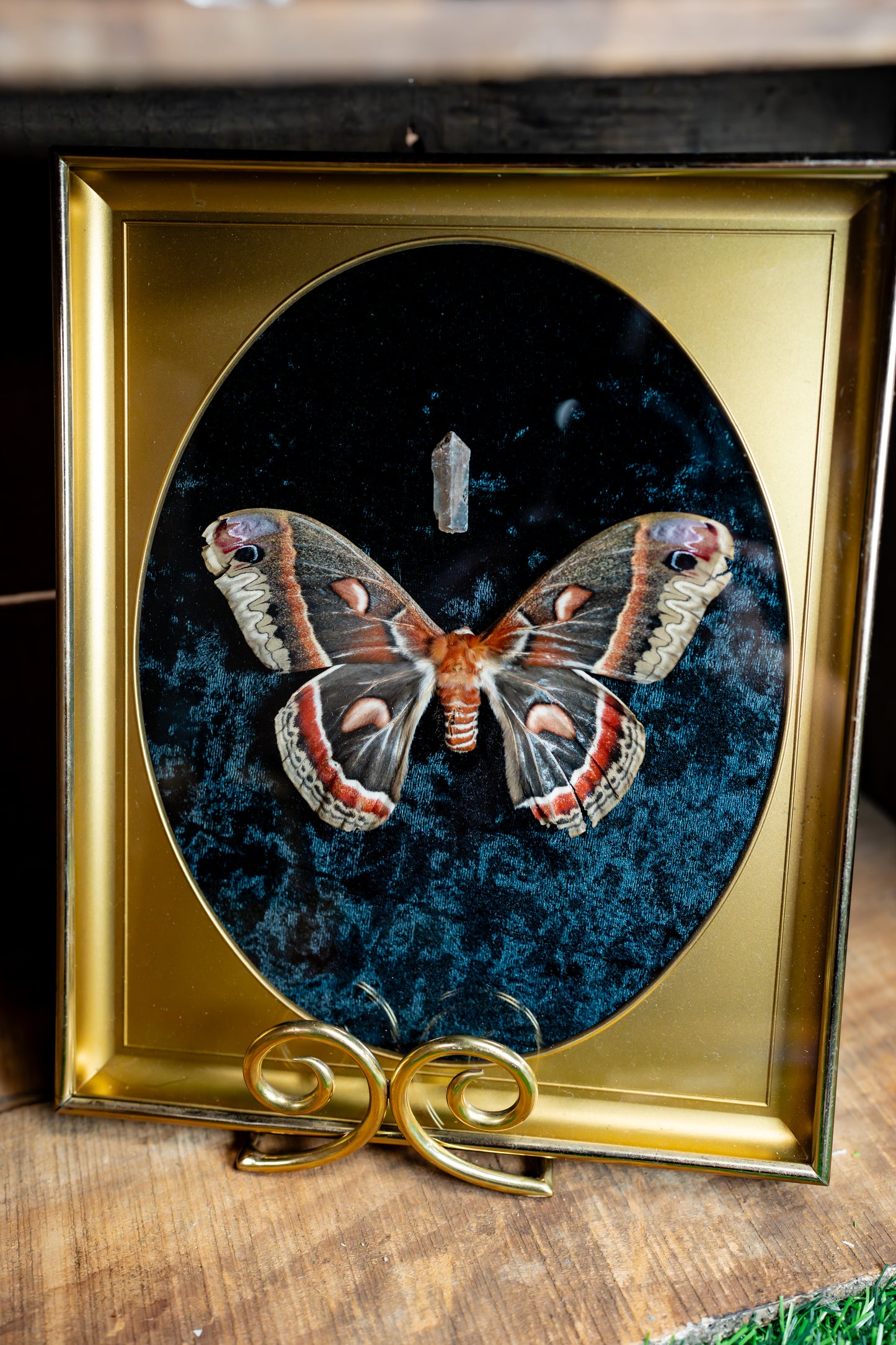 Cecropia Moth with Desert Rose Selenite in MCM Frame