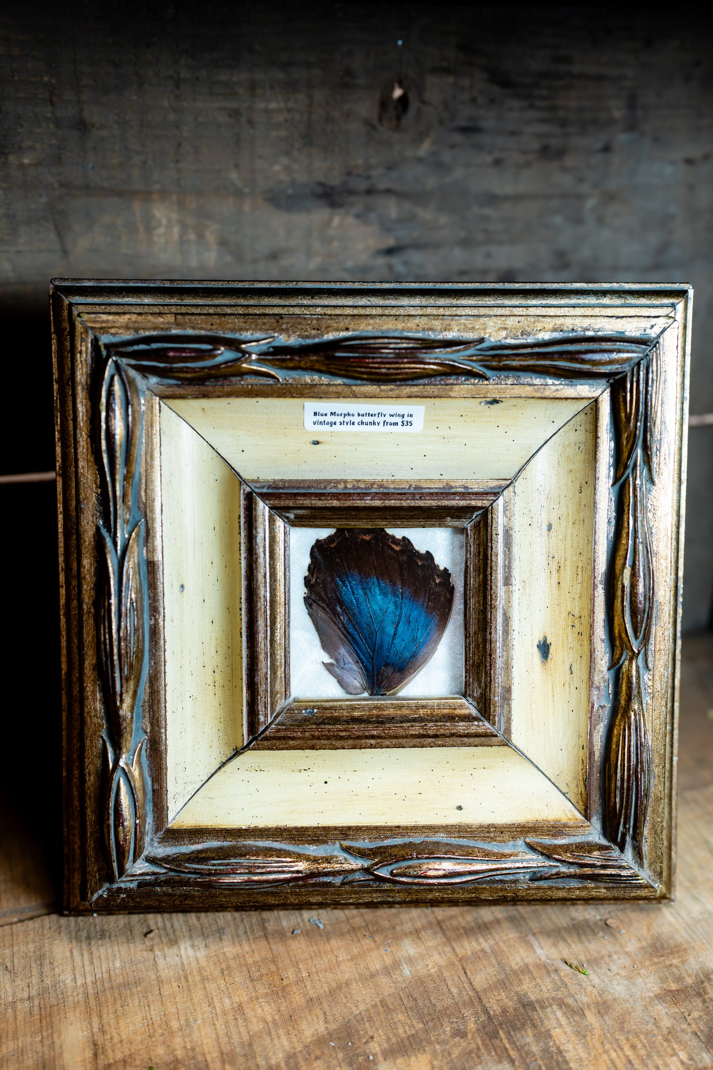 Blue Morpho Butterfly Wing in Vintage Style Chunky Frame