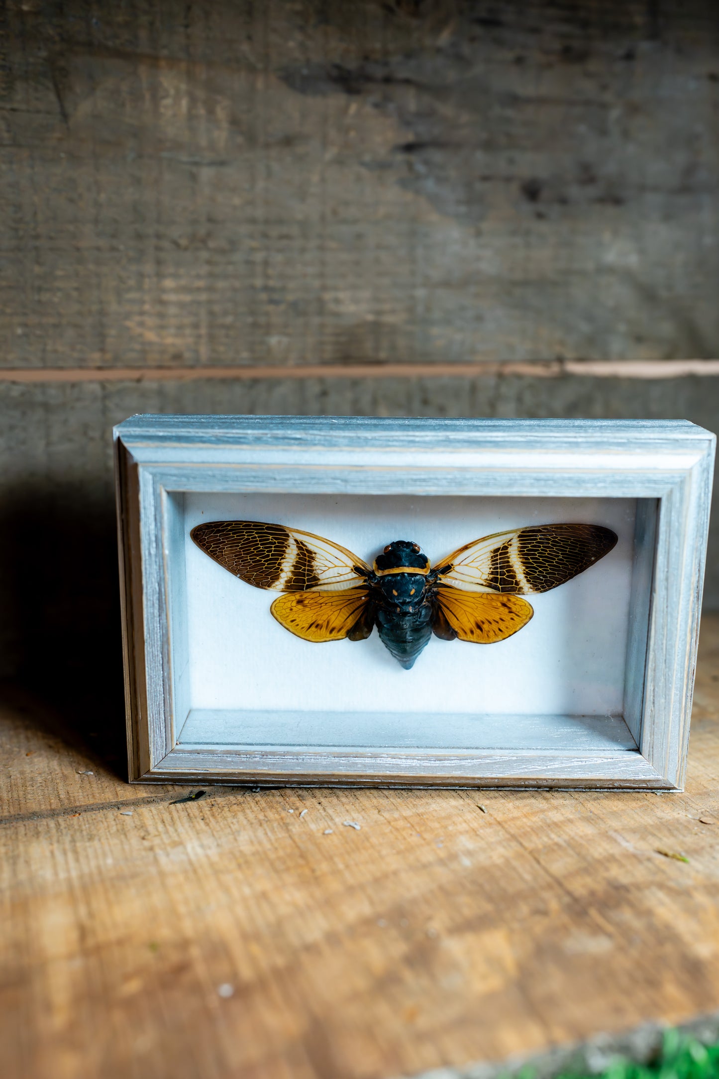 Framed Cicada